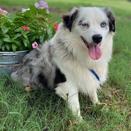 Toy Australian Shepherds from H5 Aussiedoodles