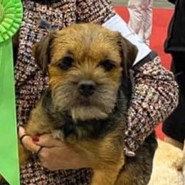 Border Terriers from Diana Aguilar's Border Terriers