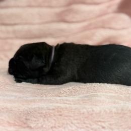 Lilac - Black brindle female Cane Corso puppy in Paris, Texas from Knucklehead Cane Corso