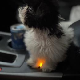 Cockapoo, Goldendoodle, and Shih Tzu Puppies from Dogue, where fashion meets fur