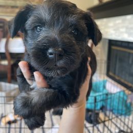 Girl 1 - Salt and pepper Miniature Schnauzer puppy in Santa Clarita, California from Santa Clarita’s Miniature Schnauzers