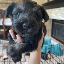 Girl 1 - Salt and pepper Miniature Schnauzer puppy in Santa Clarita, California from Santa Clarita’s Miniature Schnauzers