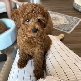 Max - Poodle