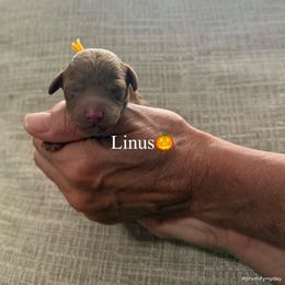 Linus - Apricot male Assorted Doodle Crosses puppy in Yuba City, California from Lucky Day Doodles
