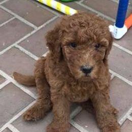 Australian Labradoodles from BabySweet Labradoodle’s