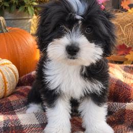 Pixy - Black and white female Shichon puppy in Seymour, Tennessee from Mel’s Teddy Bear Puppies