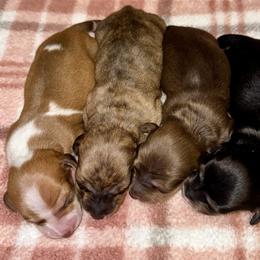 Girl 1 - Piebald female Dachshund puppy in Fredonia, Arizona from Desert Horizon Dachshunds