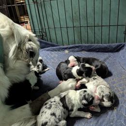 Australian Shepherd and Great Dane Puppies from AEW Farm