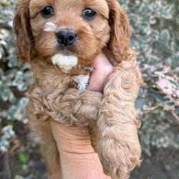 Ginger - Red female Cavapoo puppy in Mona, Utah from Hearts Full of Puppies