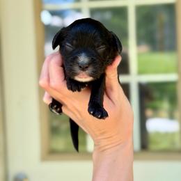Froggy - Black male Cavapoo puppy in Nashville, Arkansas from Rocky Road Puppies