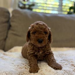 Apollo - Red  male Goldendoodle puppy in North Highlands, California from The Purrfectpups