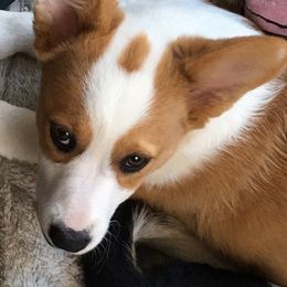 Pembroke Welsh Corgi and Poodle All Grown Up from Ivy League Poodles