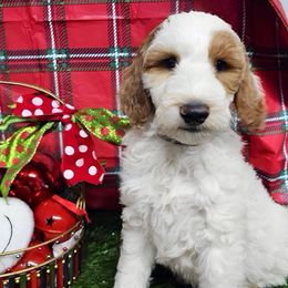 Colton - Parti male Goldendoodle puppy in Willacoochee, Georgia from Kitandkboodle's Doodles
