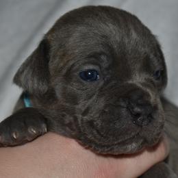 Females - Gray and fawn female Cane Corso puppy in Sault Ste Marie, Michigan from Willow Creek Cane Corsos
