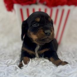 Bentley - Black and tan female Dachshund puppy in Colbert, Oklahoma from Brooke Crenshaw