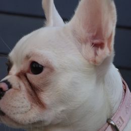French Bulldogs, Poodles, and Yorkshire Terriers from Taste Of Flavor LLC