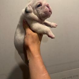 Shocker - White male Bulldog puppy in Topeka, Kansas from Midwest Monster Made Bulldogs