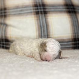 Everett - Parti male Poodle puppy in Quitman, Mississippi from P&D Palace