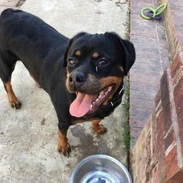 Rottweilers from Vom Haus Tim-Mo Rottweiler Kennel