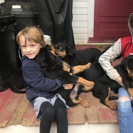 Rottweiler Puppies from Von Witkamp Rottweilers