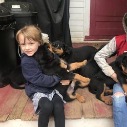Rottweiler Puppies from Von Witkamp Rottweilers