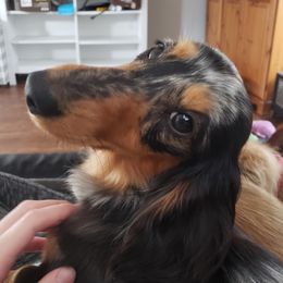 Mishka - Dachshund