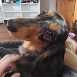 Mishka - Dachshund
