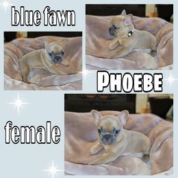 Girl 2 - French Bulldog puppy in Sandy, Utah from Fanciful Frenchies