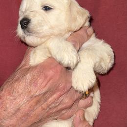 Goldendoodle Puppies from Lesher Goodwin Goldendoodles