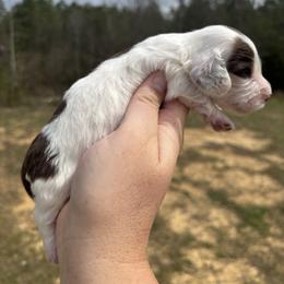 Nala X Marley AKC - Piebald female Dachshund puppy in Delano, Tennessee from Olive Branch Acres