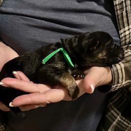 APOLLO - Green Collar Male - Black and red male German Shepherd puppy in Paso Robles, California from Central Coast German Shepherds
