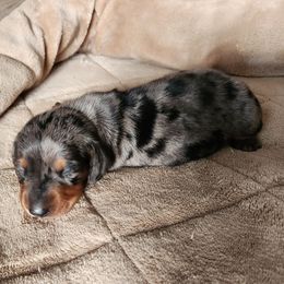 Dachshund puppies from Lucky Dachshunds