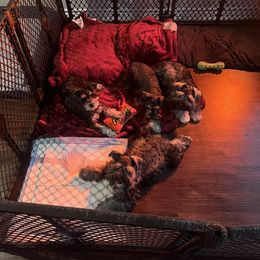 Miniature Schnauzer Puppies from Sugarbaby Kennel