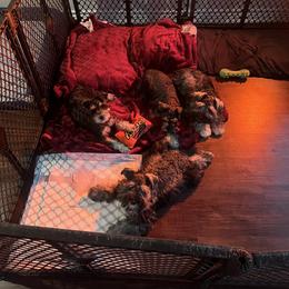 Miniature Schnauzer Puppies from Sugarbaby Kennel