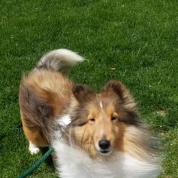 Buttercup - Shetland Sheepdog