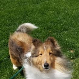 Buttercup - Shetland Sheepdog