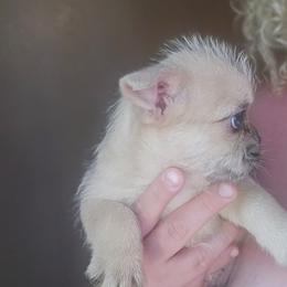 Bluey - White and tan male Mal-Shi puppy in Pleasant Hill, Iowa from Courtney Nicole's Mal Shihs & Goldendoodles