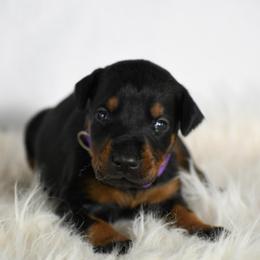 Girl 5 - Black and rust female Doberman Pinscher puppy in Overton, Texas from Obsidian Kennel