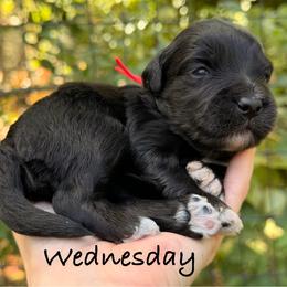 Wednesday - Black and white female Aussiedoodle puppy in Mulino, Oregon from Korbella Farm