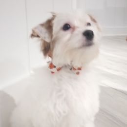 Caspian - Yorkshire Terrier