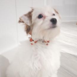 Caspian - Yorkshire Terrier