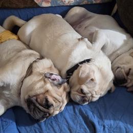 Pugs from Kapelac's Royal Pugs