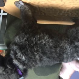 German Shepherd and Poodle Puppies from United Broughton Kennel