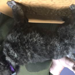 German Shepherd and Poodle Puppies from United Broughton Kennel