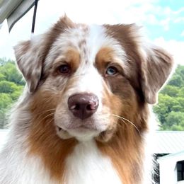 Bourbon - Australian Shepherd