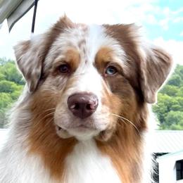 Bourbon - Australian Shepherd