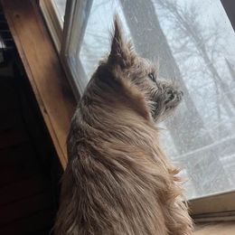 Biscuit - Cairn Terrier