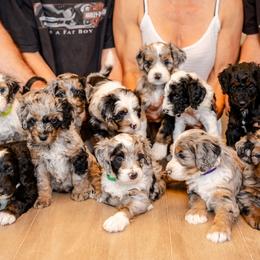 Bernedoodles from Phoebe's Bebies