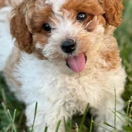 Tommie - Parti Poodle puppy in Spring Valley, Nevada from Playboy Poodles