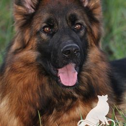 German Shepherd All Grown Up from Haus Wesmiller